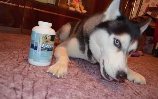 Aké vitamíny husky potrebuje: na vlnu s prírodnou výživou