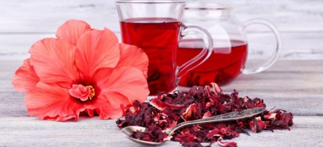 Hibiscus arbata: naudingos savybės ir kontraindikacijos, kaip užvirinti, apžvalgos