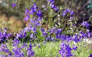 Fű sarkantyú (larkspur): gyógyászati ​​tulajdonságok és ellenjavallatok