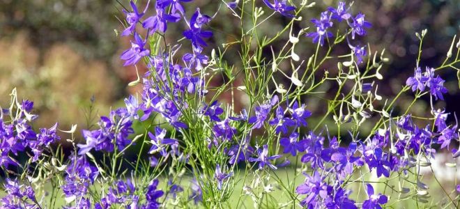 Sarkantyú (larkspur): gyógyászati ​​tulajdonságok és ellenjavallatok