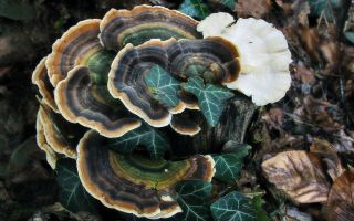 Daudzkrāsainu sēnīšu (trametes) ārstnieciskās īpašības