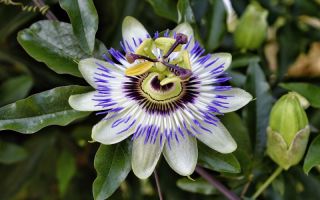 Passionflower (passionflower): előnyök és károk, használati utasítás