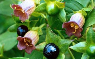 Belladonna herbs: mga nakapagpapagaling na katangian, larawan, application, contraindications