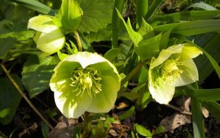 Caucasian hellebore: aplikasyon at contraindications, pagsusuri ng mga doktor