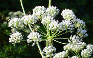 Hemlock: gyógyászati ​​tulajdonságok és felhasználások, vélemények