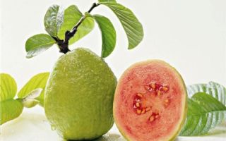 Passion fruit: a gyümölcs előnyei és ártalmai