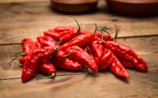 Chili paprika: előnyök és károk, tulajdonságok, hogyan kell enni