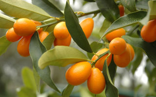 Kumquat: derīgās īpašības un kontrindikācijas