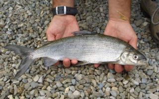 Whitefish fish: hasznos tulajdonságok és előkészítés