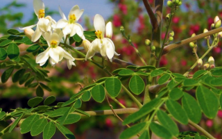 Moringa pulveris: īpašības un pielietojums, atsauksmes