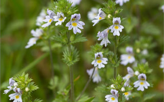 Eyebright: propietats medicinals i contraindicacions, composició, instruccions d'ús, comentaris dels metges, fotos