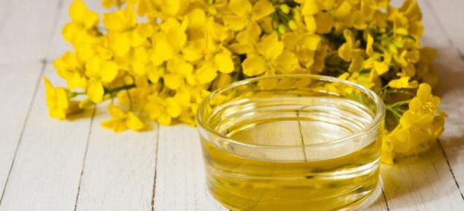 Уље камелије: корисна својства и контраиндикације
