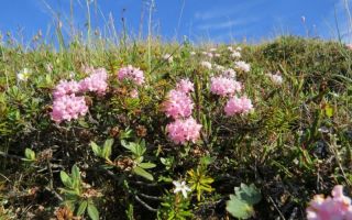 Rhododendron Adams (smaržīgs rozmarīns): apraksts, kur tas aug, zāles foto