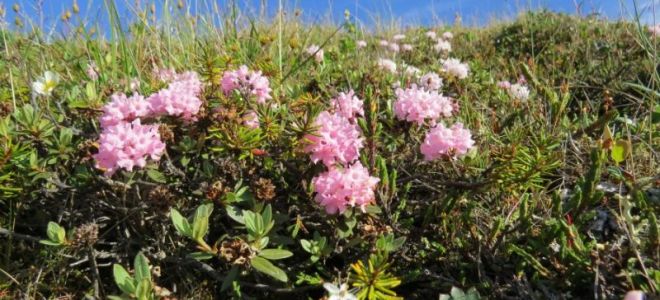 Rhododendron Adams (pachnący rozmaryn): opis, gdzie rośnie, zdjęcie trawy