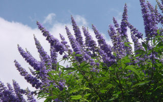 Paano gamitin at kung paano kumuha ng kalinisan (sagradong vitex)