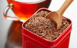 Ceaiul Rooibos (Rooibos): beneficii și daune, recenzii