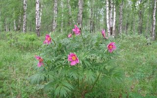 No kā palīdz peoniju tinktūra, kā to pareizi lietot