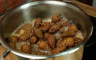 Ang mga nakapagpapagaling na katangian ng alder cones at contraindications