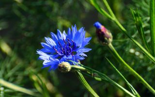 On creix i com té la flor de blauet: propietats útils, ressenyes