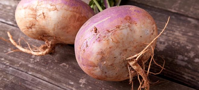 Rutabaga: أي نوع من الخضار هو وكيف يبدو ، الصورة ، كيف هو مفيد