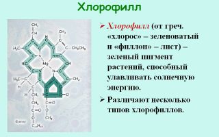 Хлорофил: полезни свойства, как да приемате