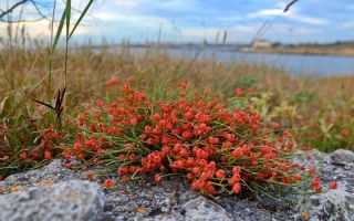 Ephedra khvoshchevaya, krími, két tüskés: gyógyászati ​​tulajdonságok, fotó