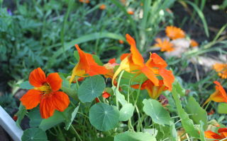 Mga benepisyo sa kalusugan at pinsala ng capuchin (nasturtium)