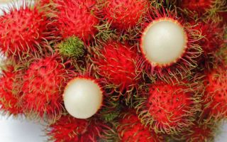 Rambutāns: augļa foto un apraksts, kā un kur tas aug, dod labumu un kaitējumu