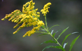 Goldenrod comú: propietats medicinals i contraindicacions, aplicació, foto