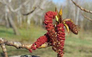 Ang mga nakapagpapagaling na katangian ng mga buds, dahon, bark ng poplar at contraindications