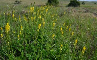 Agrimony rendes: gyógyászati ​​tulajdonságok és alkalmazás, vélemények