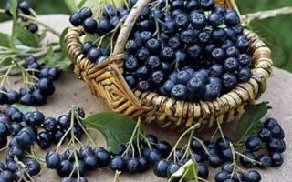 Az aronia jó tulajdonságai, egyszerű receptek