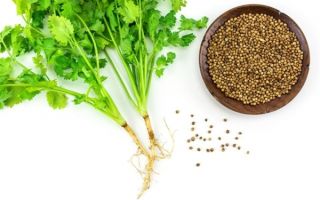 Cilantro (koriandrs): noderīgas īpašības un kontrindikācijas