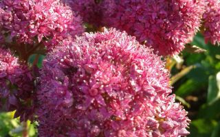 Ochitnik (sedum purple): ārstnieciskās īpašības, receptes, fotogrāfijas