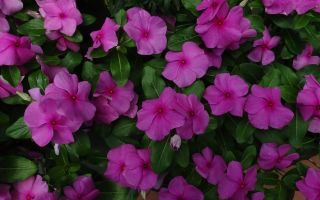 Rozā periwinkle (catharanthus): ārstnieciskās īpašības un kontrindikācijas