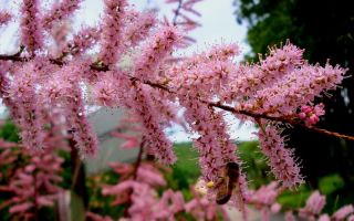 Tamariska (tamarix) ārstnieciskās īpašības un kontrindikācijas