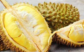 Durian: użyteczne właściwości i przeciwwskazania