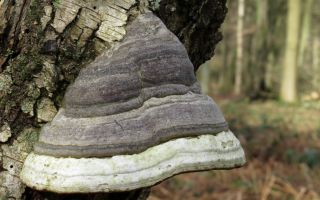 Polypore real: właściwości lecznicze i zastosowanie, recenzje