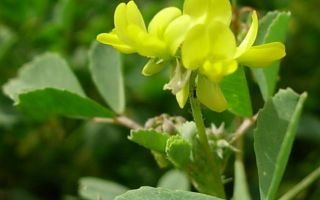 Fenugreek (helba): kāds tas ir augs, ieguvumi, ārstnieciskās īpašības, foto