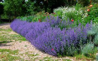 Catnip: ārstnieciskās īpašības un kontrindikācijas, pielietojums, foto