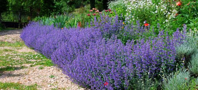 Catnip: ārstnieciskās īpašības un kontrindikācijas, pielietojums, foto