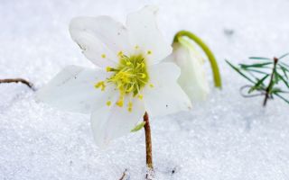 Hellebore gyógynövény fogyáshoz: adagolás, mellékhatások, vélemények