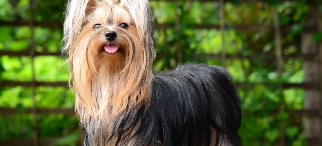 Köpekler için saç dökülmesine karşı vitaminler: hangisi daha iyi, yorumlar