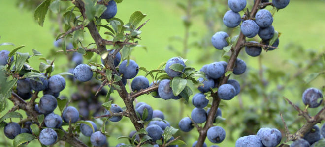 Ang mga benepisyo at pinsala ng mga blackthorn (tinik) para sa kalusugan ng tao