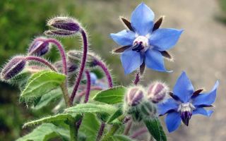 Herba de cogombre (borago): beneficis i perjudicis, aplicació