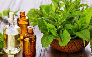 Paano gumamit ng peppermint at meadow mint oil para sa buhok