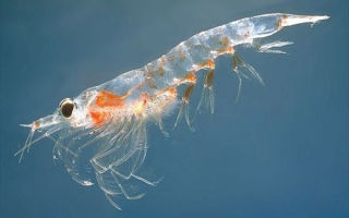 Miért jó neked a krill