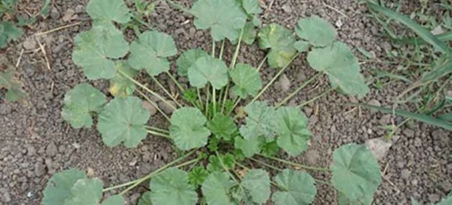 Herb mallow (kalachiki): mga nakapagpapagaling na katangian, larawan, benepisyo