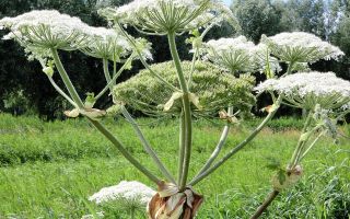 Mga katangian ng gamot, benepisyo at pinsala ng hogweed