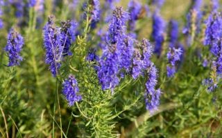 Hyssop medicinal: aplicació, contraindicacions i revisions